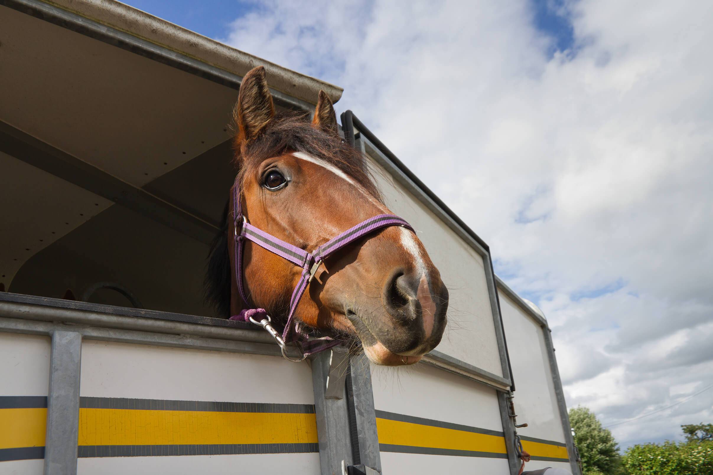 A horse poking its head out of the back of a horse trailer