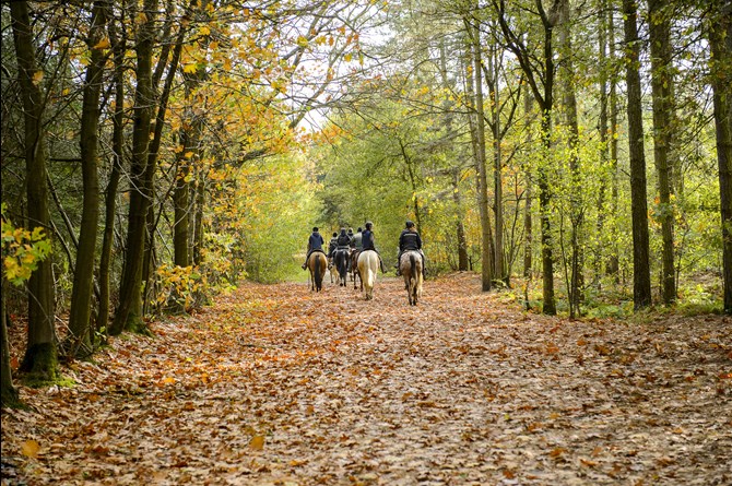 A group of horse riders heading through a wooded area in the distance