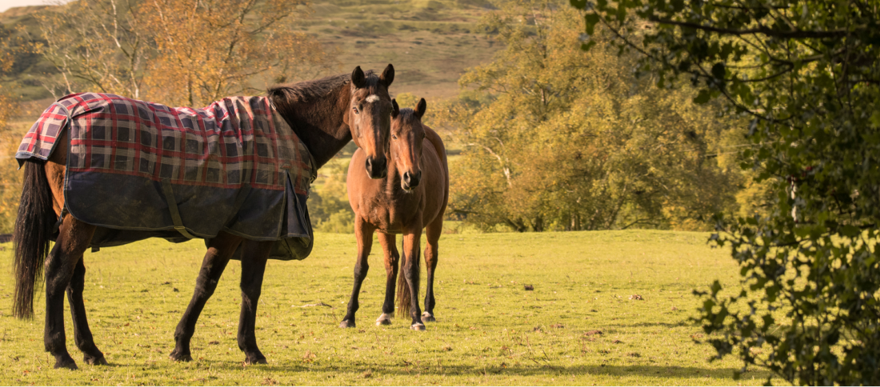 A horse with a rug on standing in a field with two horses standing behind it