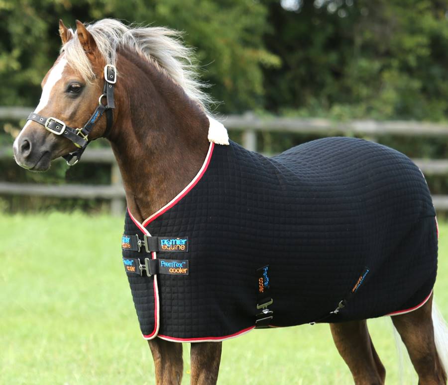 A brown horse standing in a grassy field with a black coat on