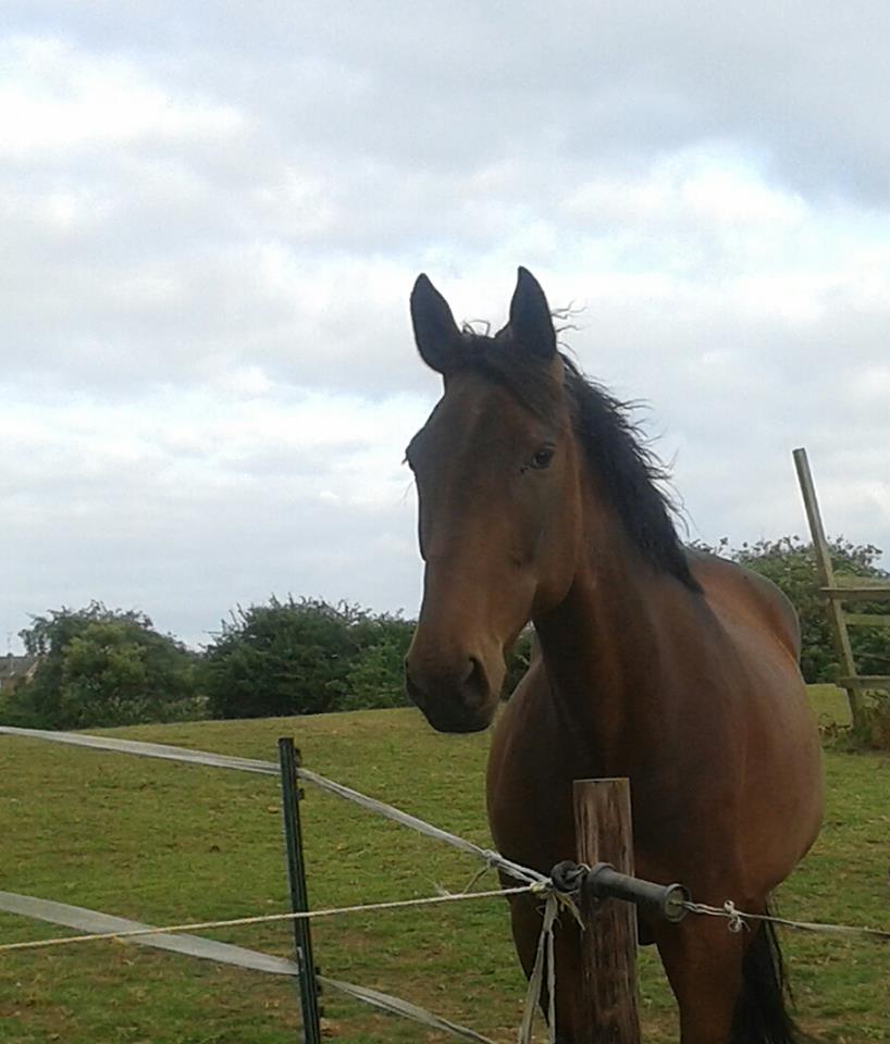 Aria waiting patiently for a treat!