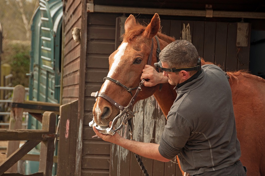 A horse dentist inspecting a horses teeth at a yard