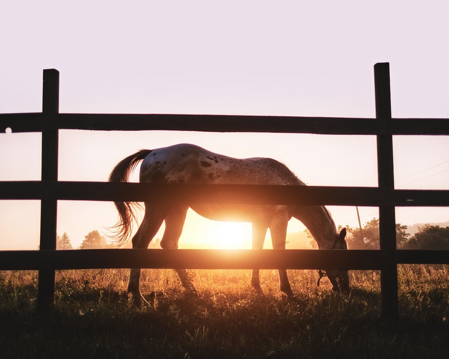 A horse grazing behind a wooden fence with the sun setting behind it