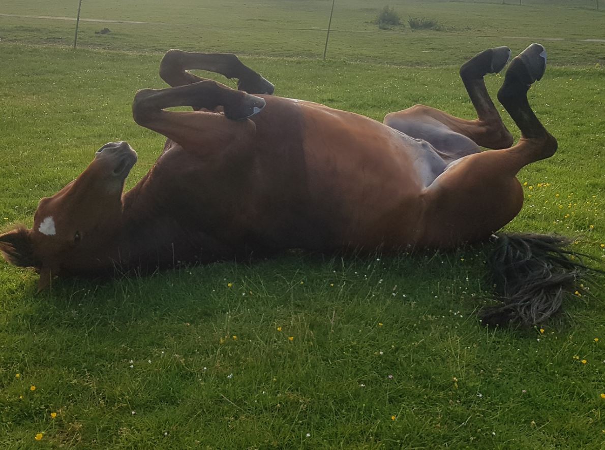 A horse rolling around on its back in a grassy field