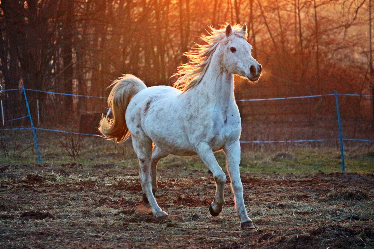 An Arabian horse running across a field at sunset