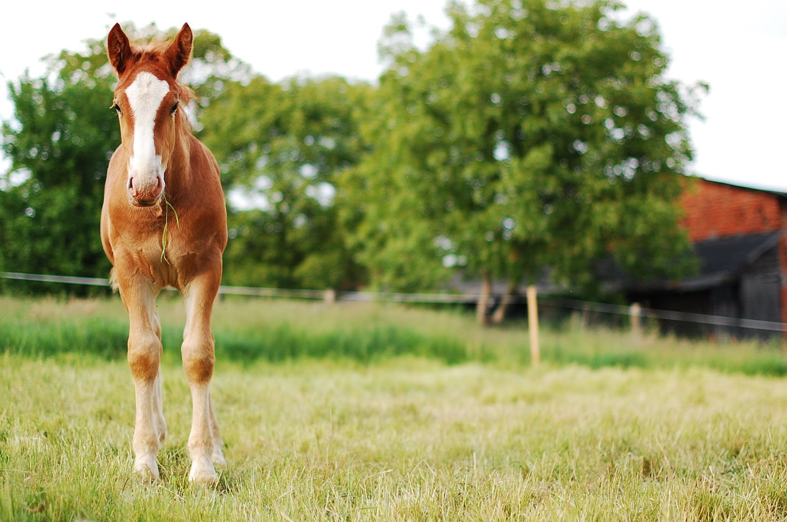 A horse standing in a field with a yard behind in the distance