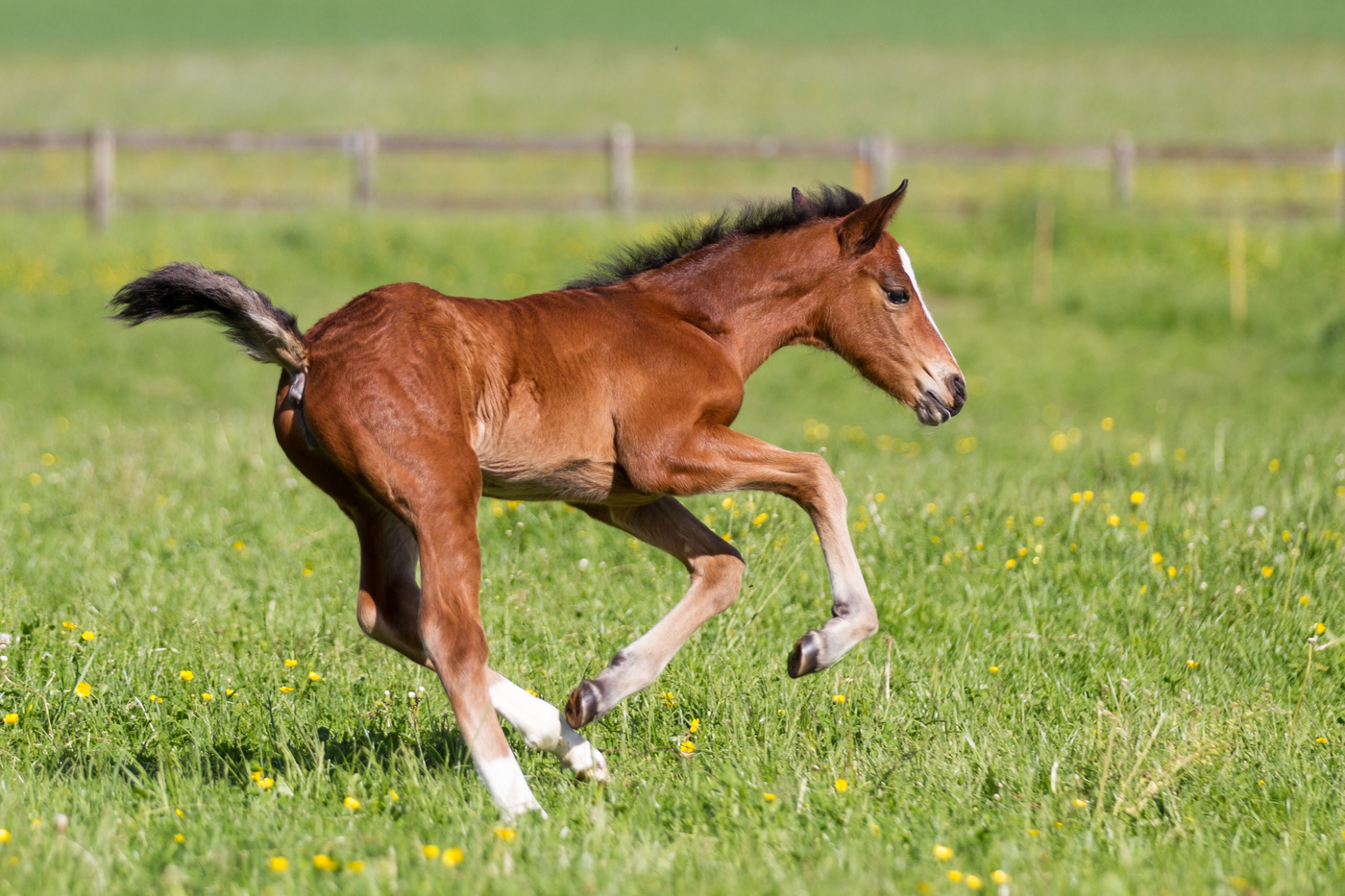 A foal playing in a yellow flowered field