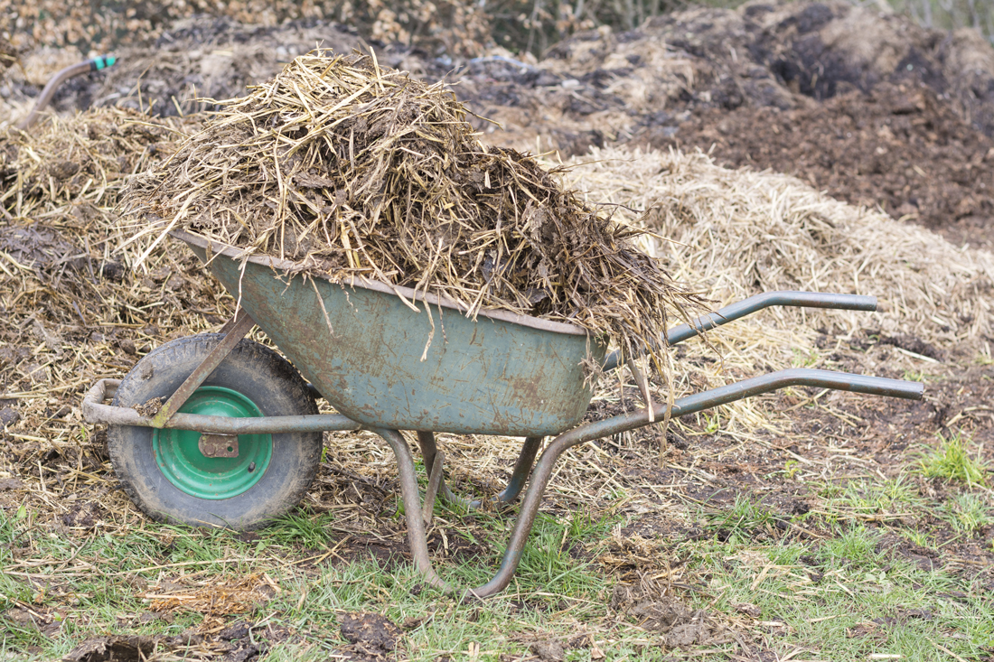 A wheelbarrow filled with used hay during mucking out