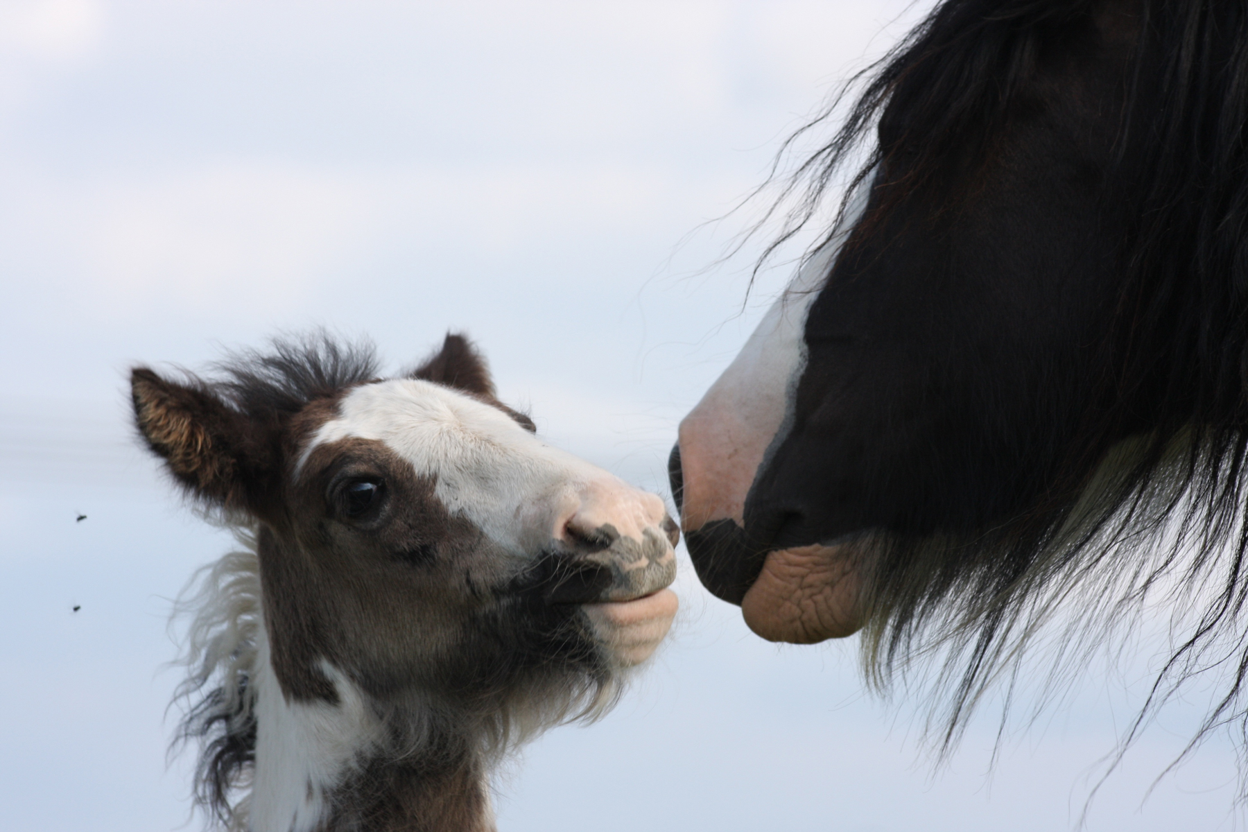 A mare putting its nose to the nose of its foal