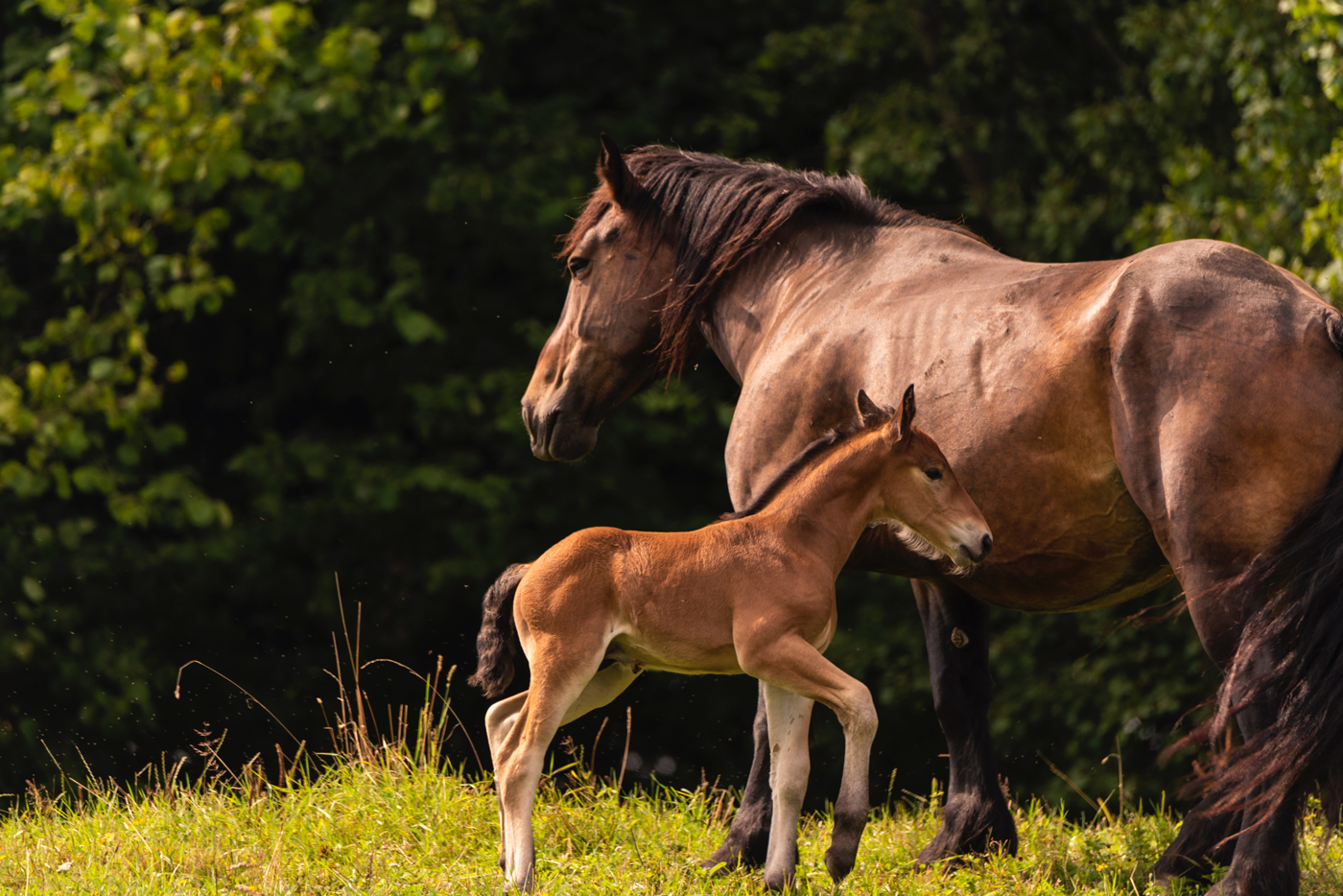 A foal circling its mother in a field at sunset