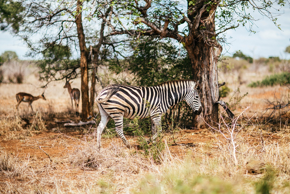 A Zebra walks past a tree in the Savannah of South Africa