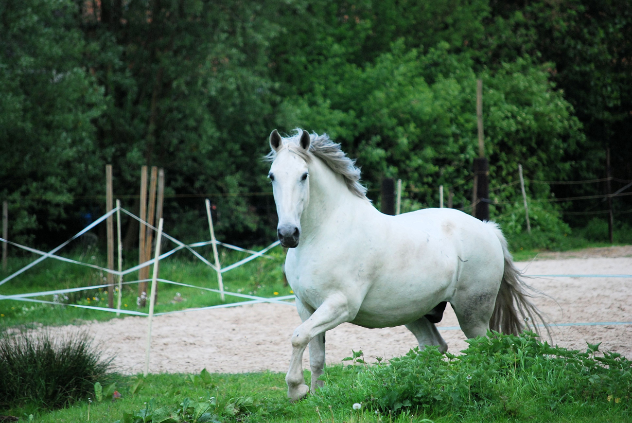 A lone horse trotting around it's paddock