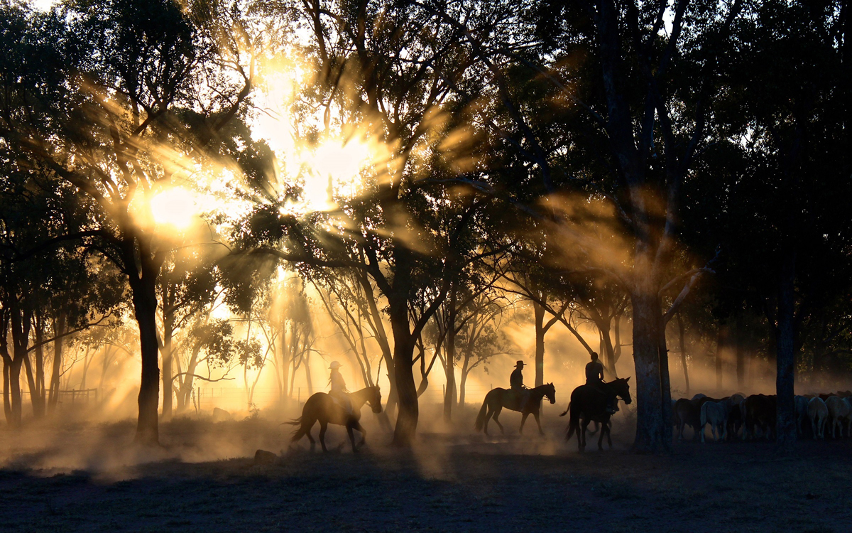 Three horse riders riding through woodland with the sun gleaming through the tress casting a silhouette over them