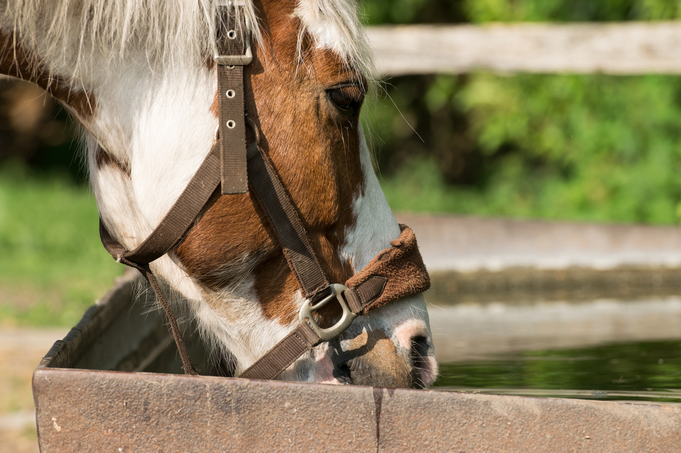 A horse drinking from a trough