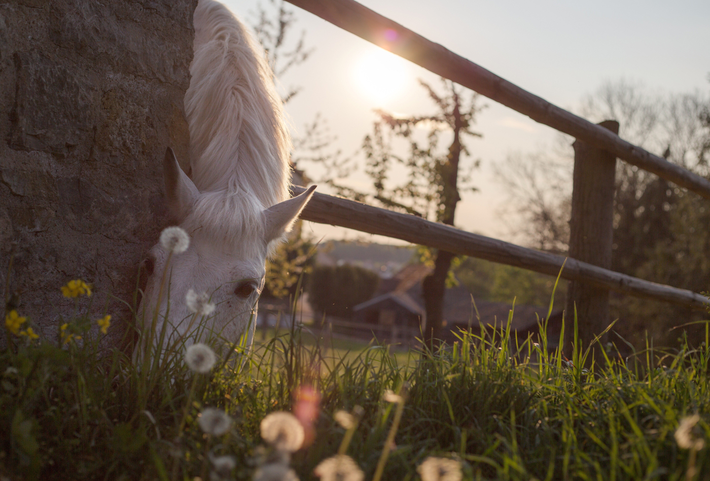 A horse leaning its neck around a wall and between a fence to graze some grass