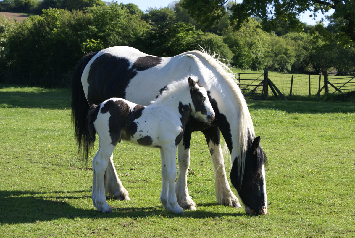 A mare and foal cob grazing in a field