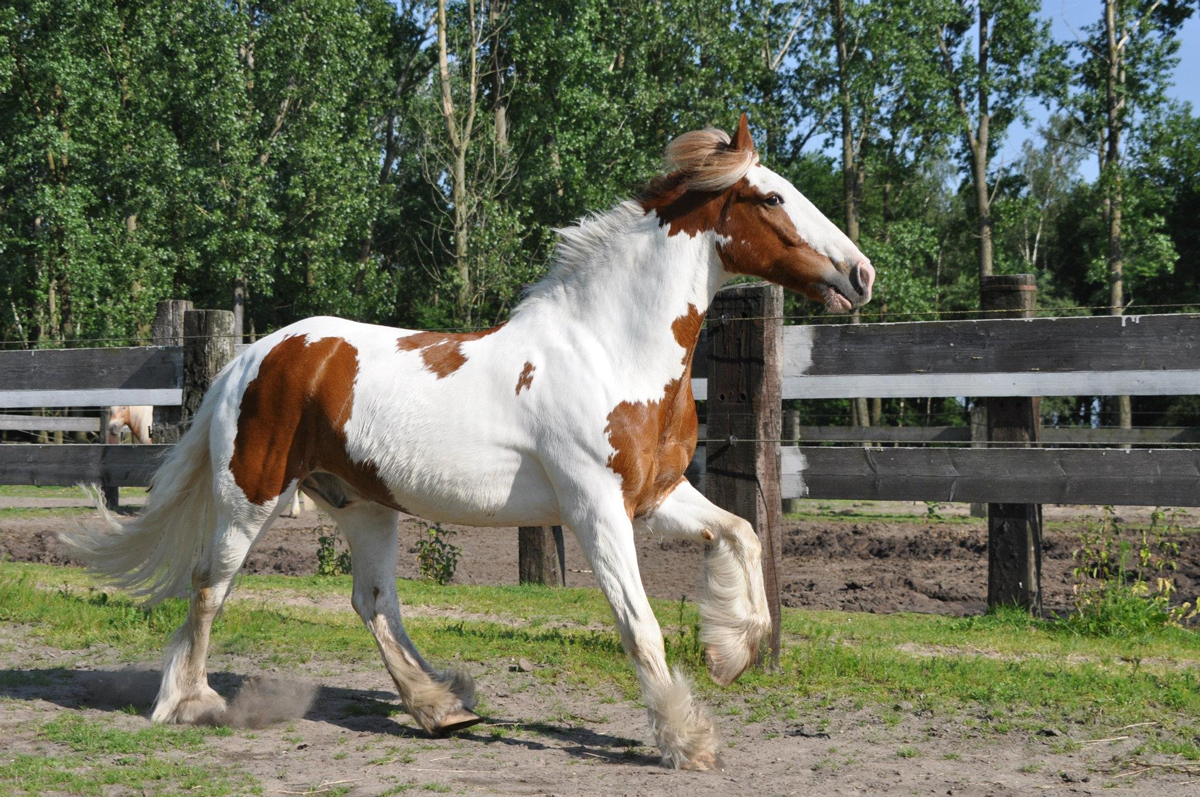 An unruly cob horse walking in its paddock