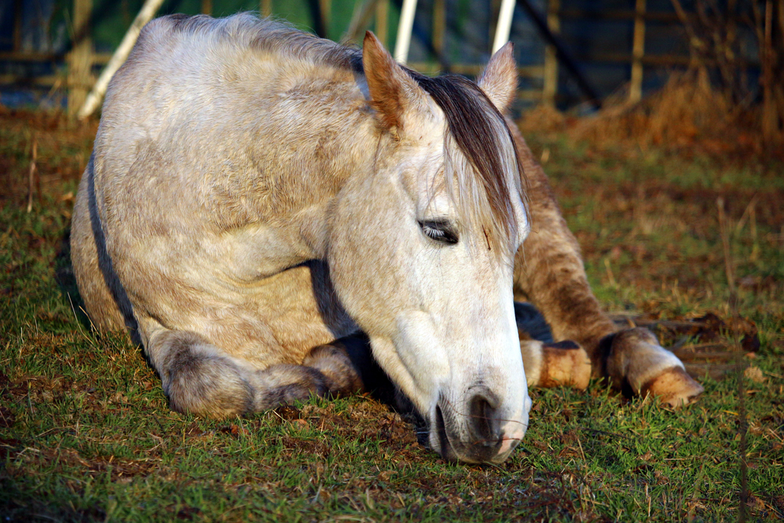 A tired horse laying down in a field