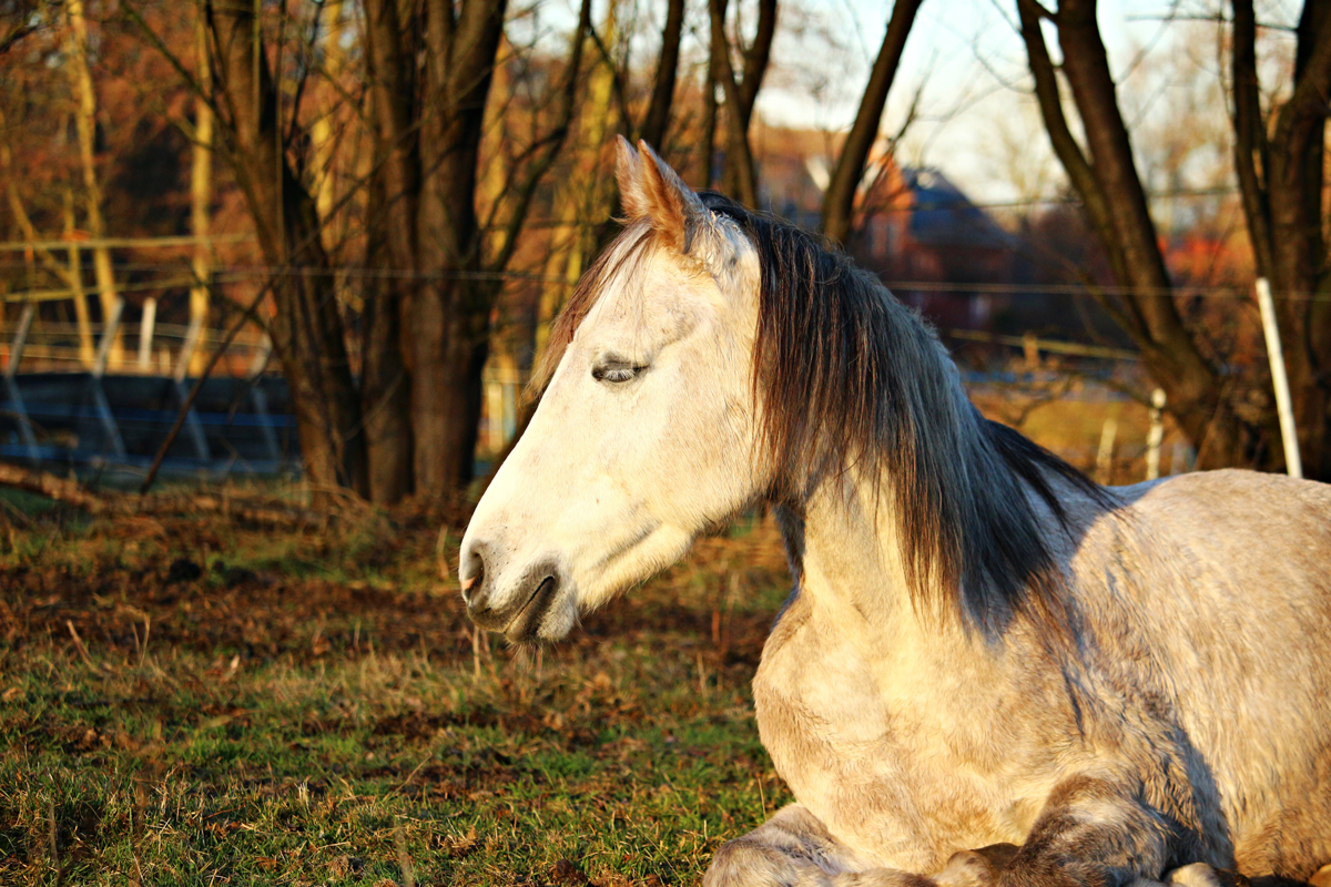 A horse kneeling down in a field