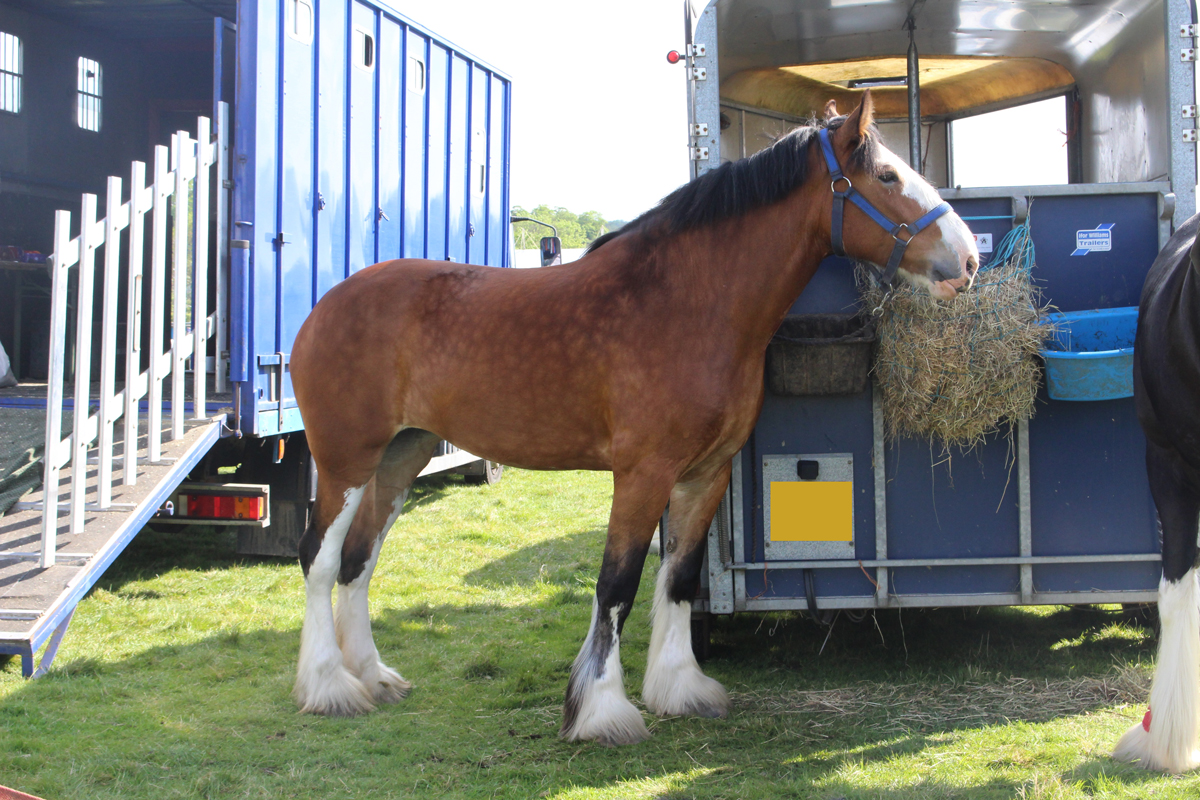 A horse standing next to a horse box