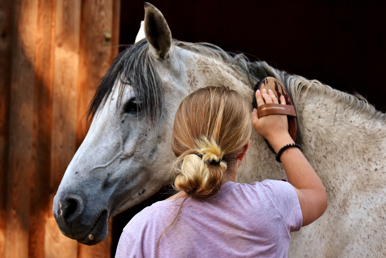 A horse being brushed by its owner