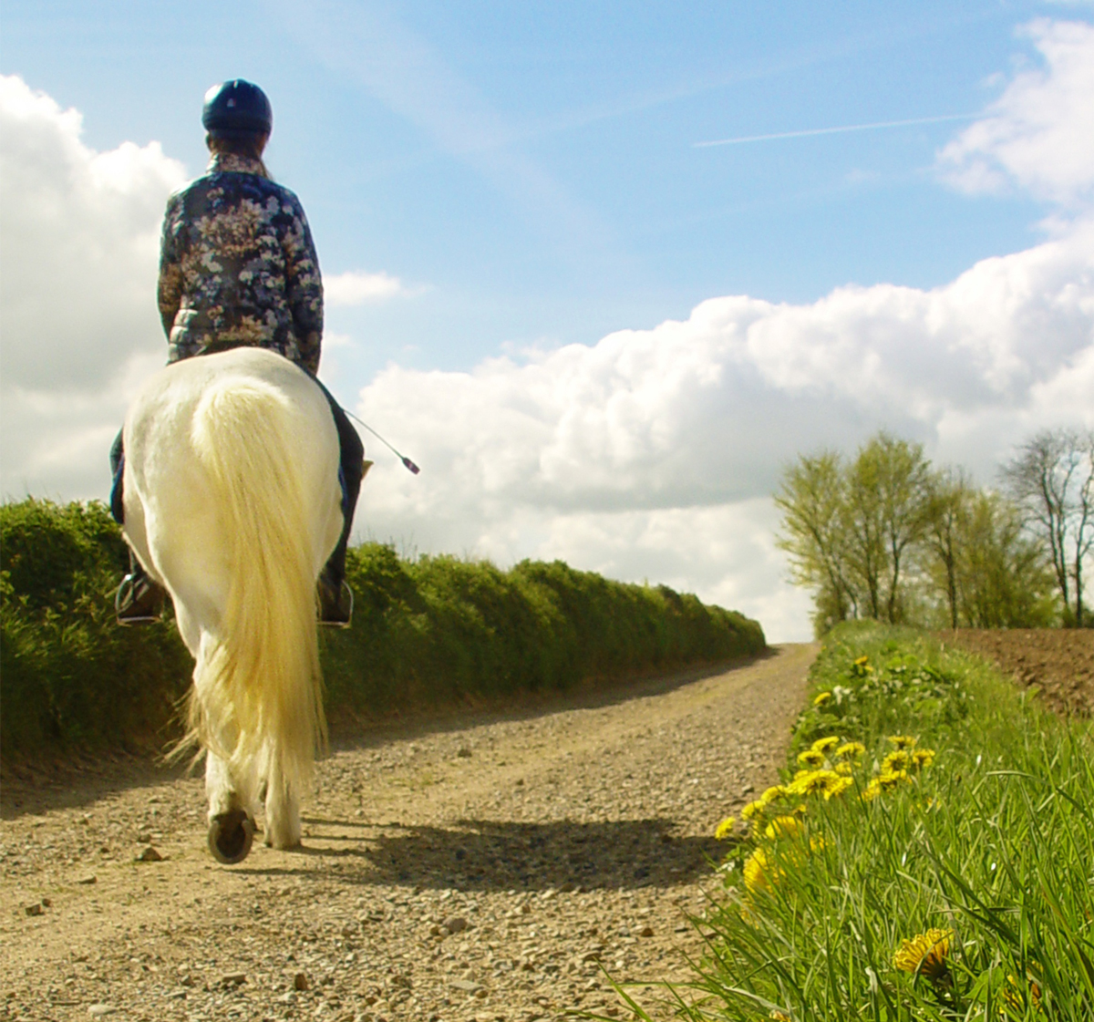 A horse and rider on a country road on a sunny day