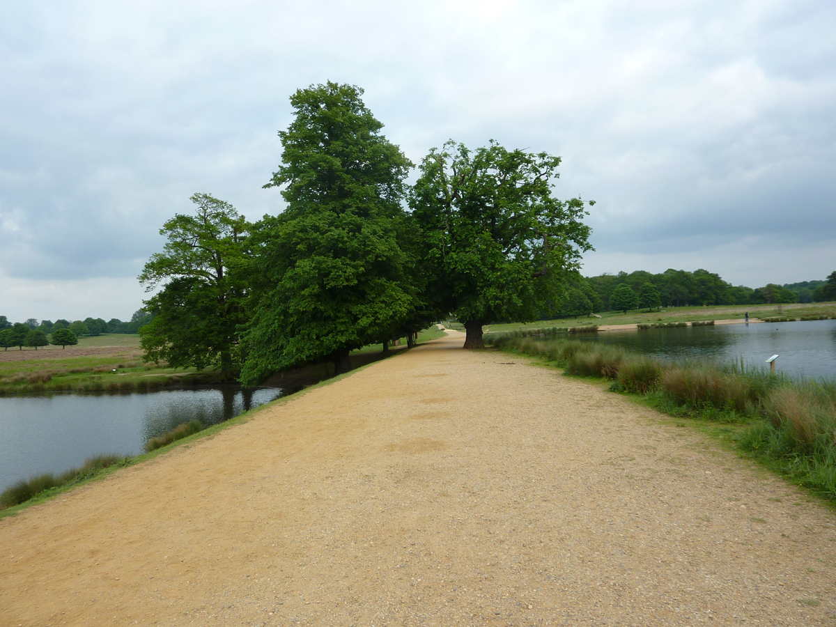 A bank between two lakes at Richmond Park in London