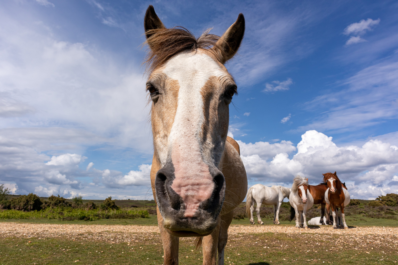 A horse looking straight on with more horses grazing in the background