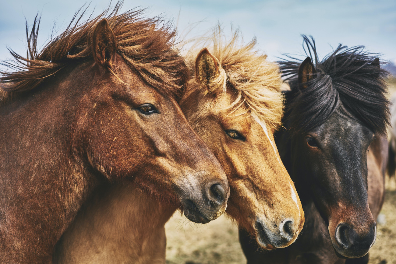 Three horses of varying colour standing together in a field