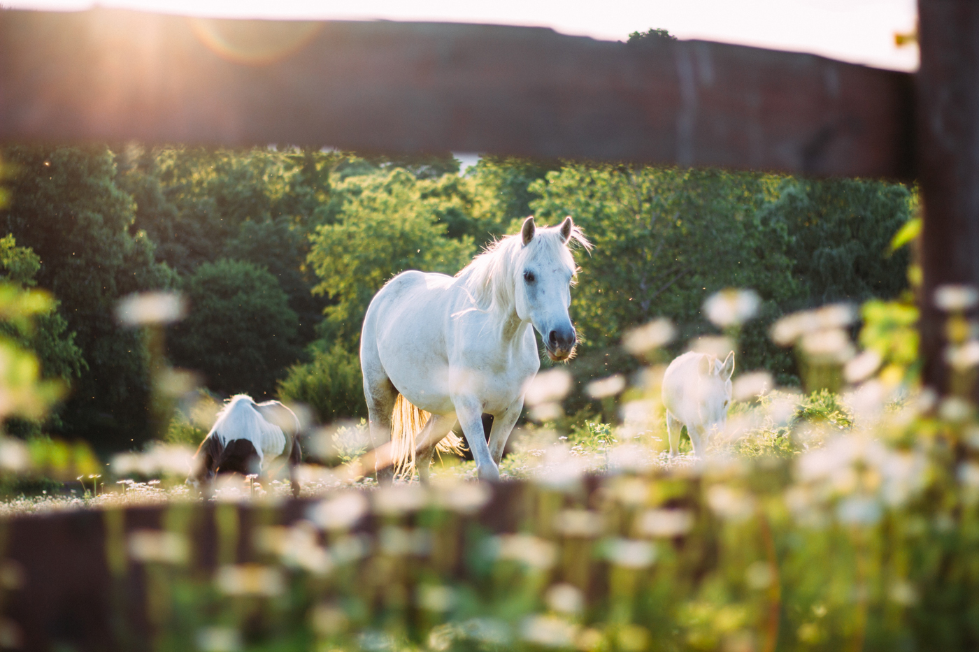 A grey horse standing in a field n a sunny day