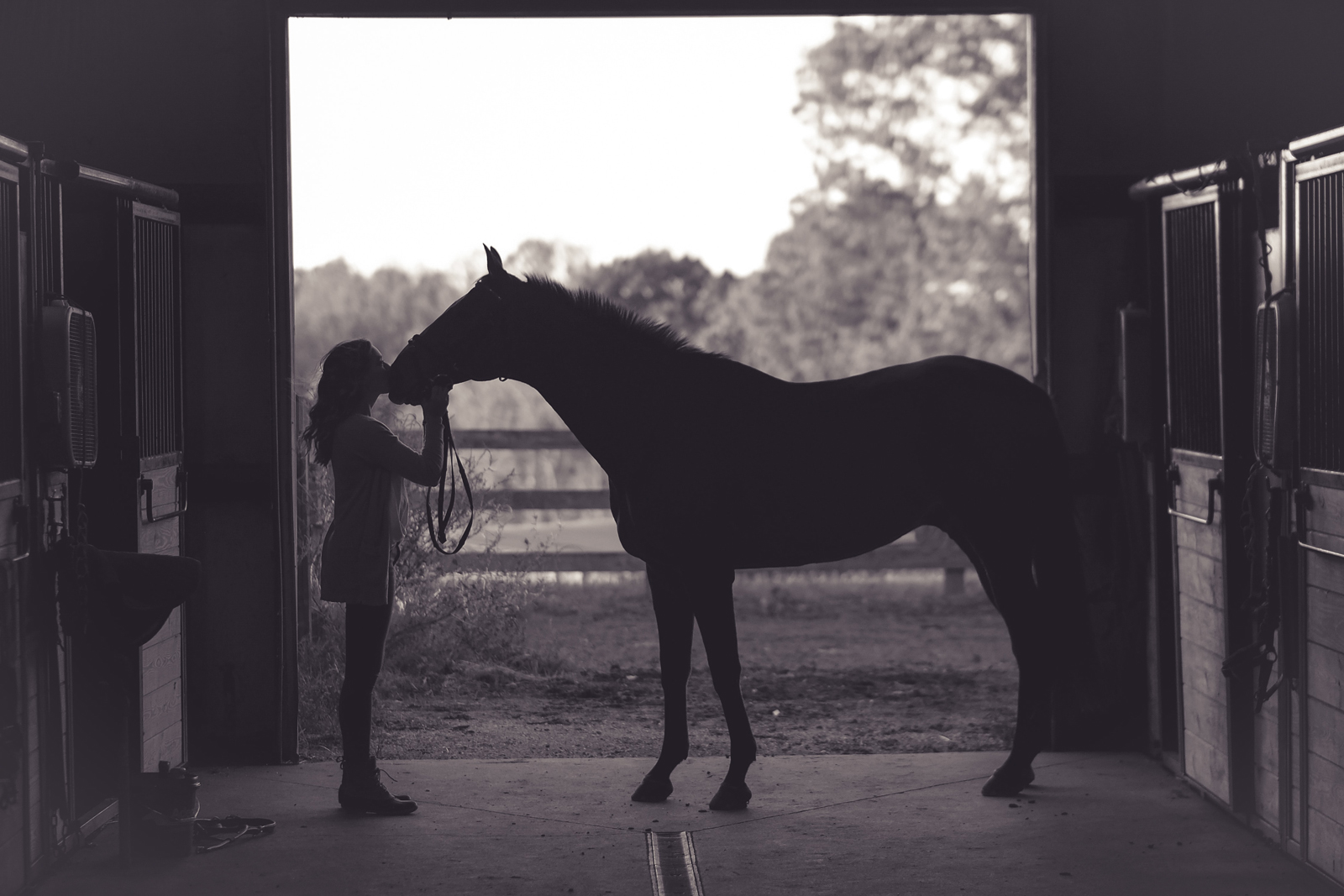 A horse leading a horse back into its stables