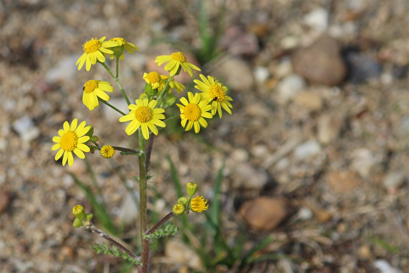 A yellow flowered plant in a field