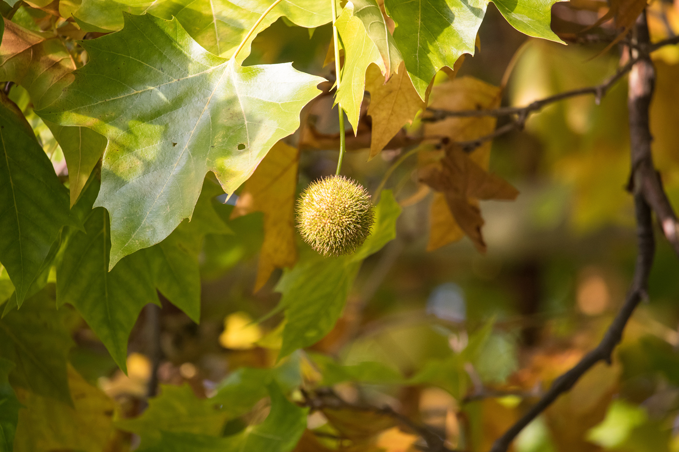 The fruit from a sycamore tree hanging amongst its leaves