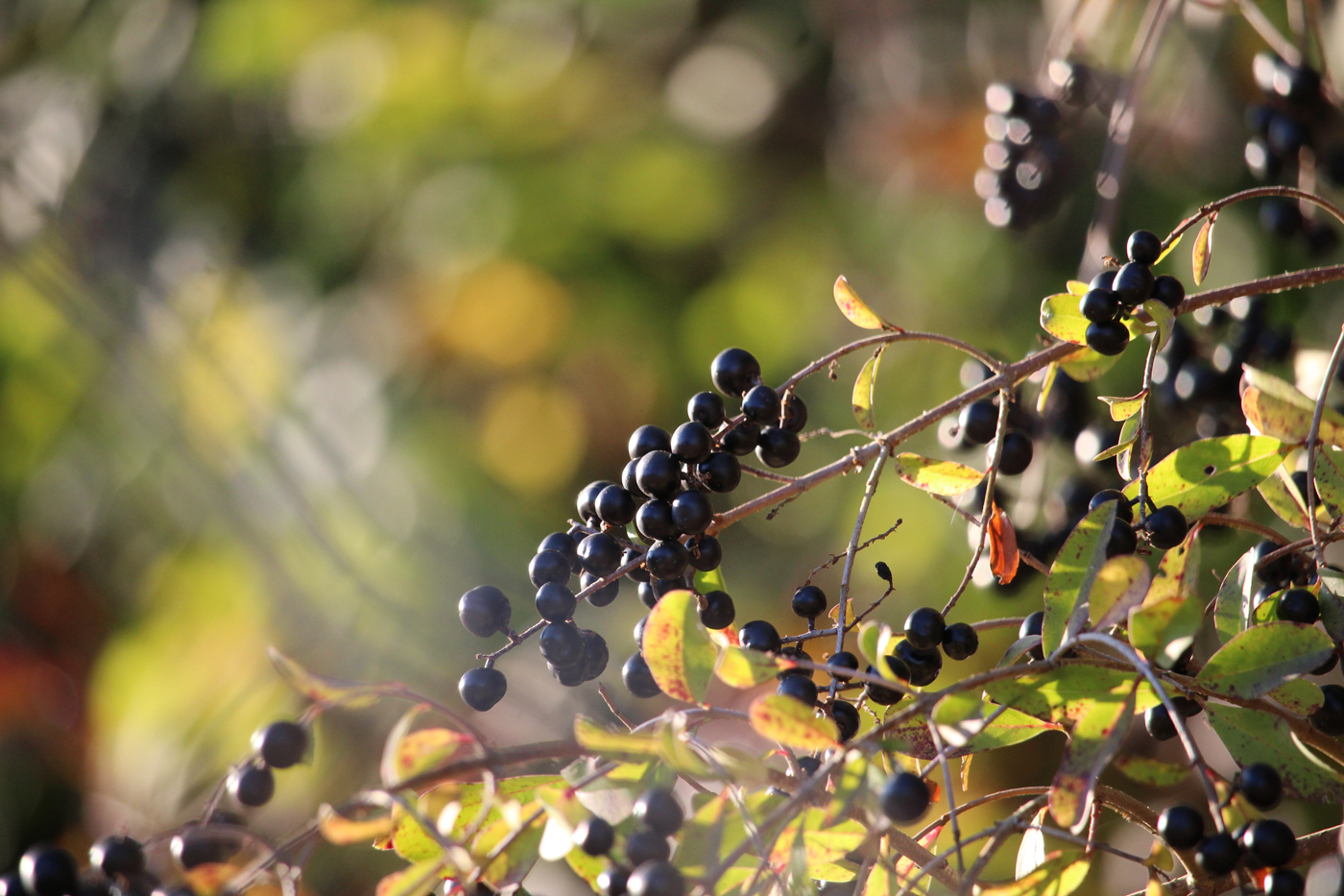 Small black Privet berries dangling in a tree on a sunny day