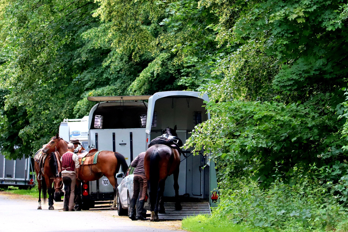 Three horses being loaded into trailers