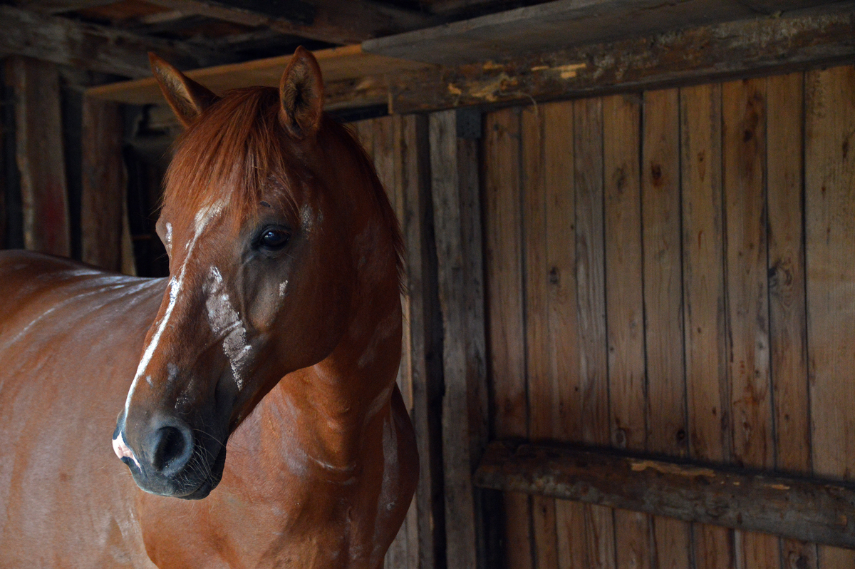 A horse sheltering in a wooden stable area