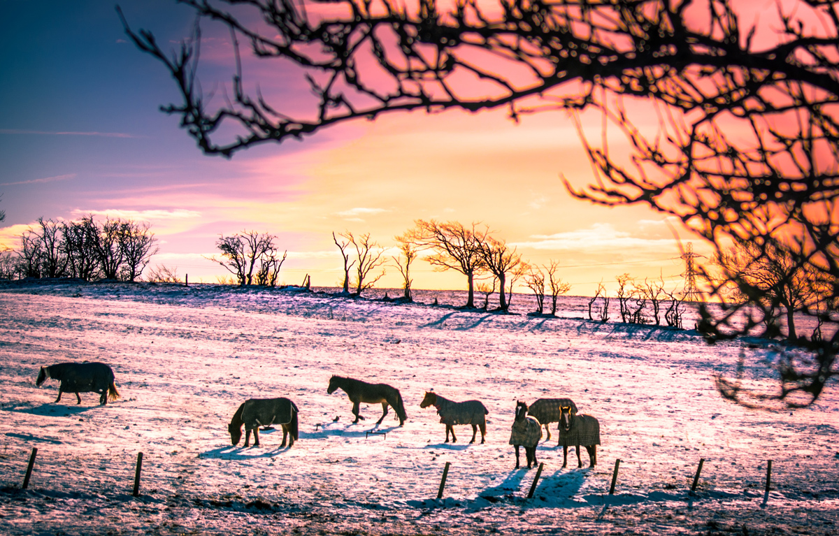 A heard of horses grazing in a frosty field at sunset