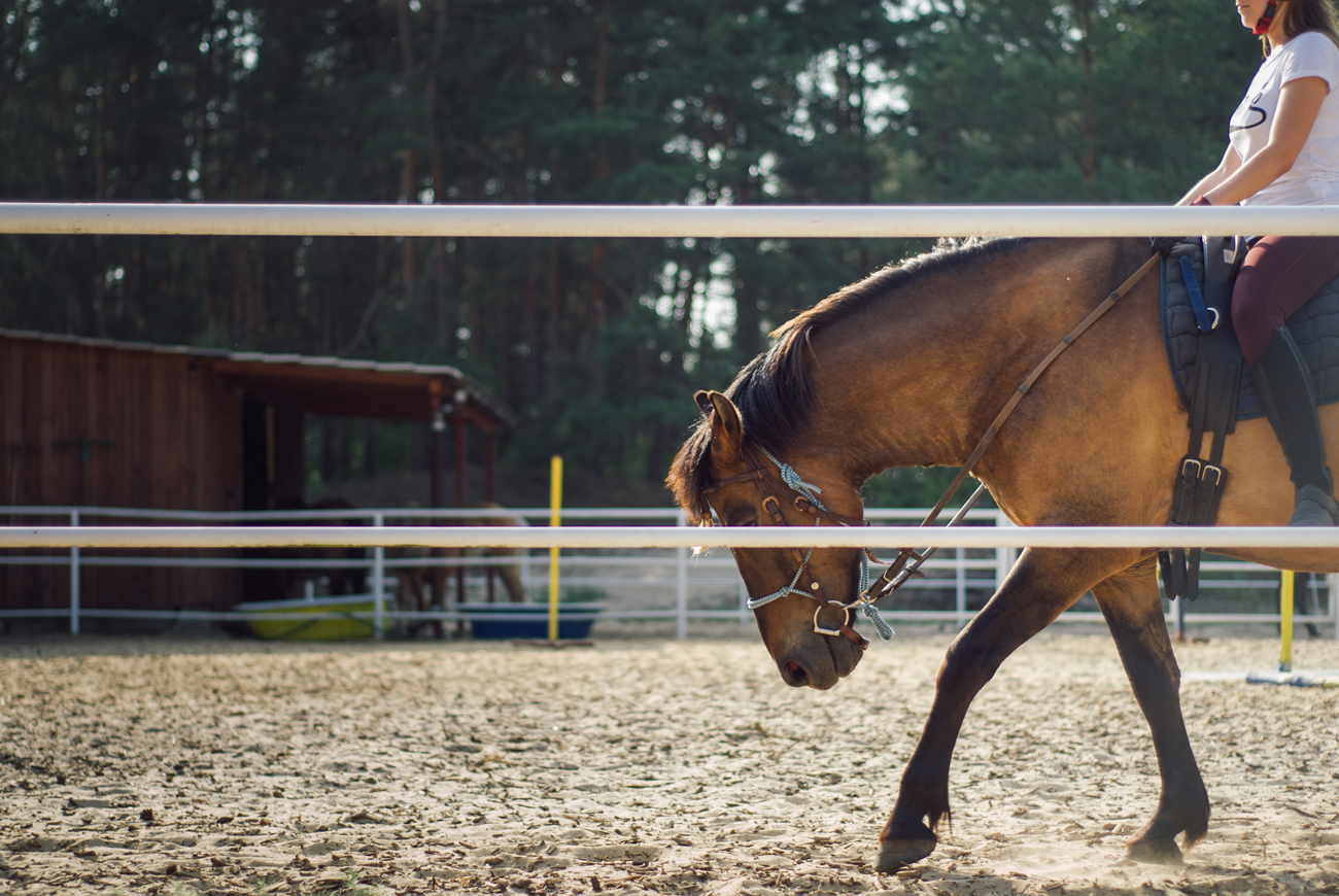 A person riding a horse in a training paddock