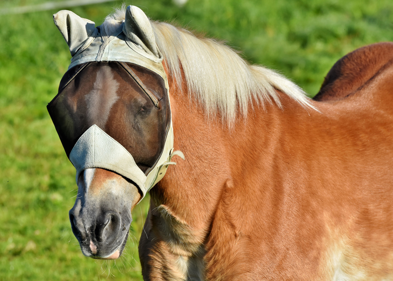 A horse standing in a field with a fly mask on