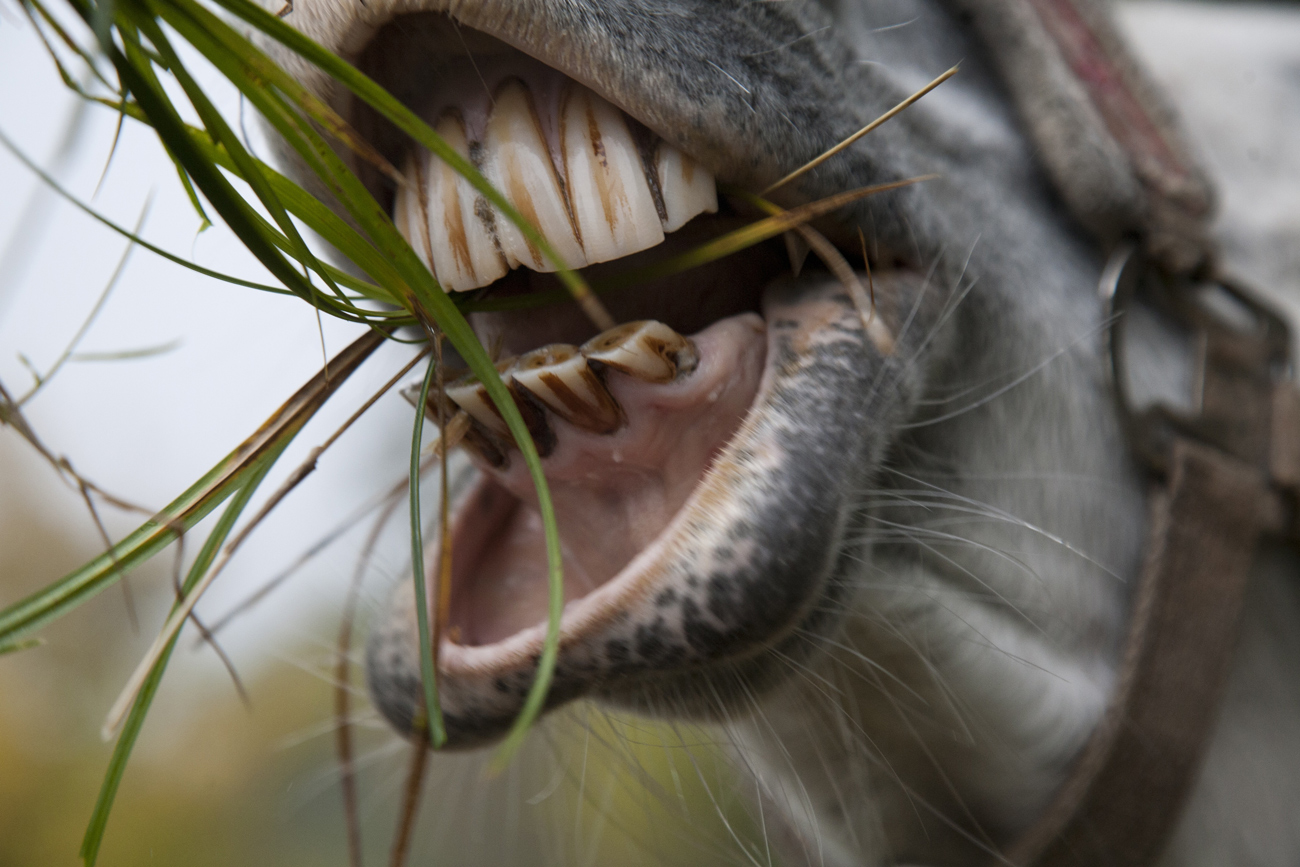 A horse coughing whilst grazing grass