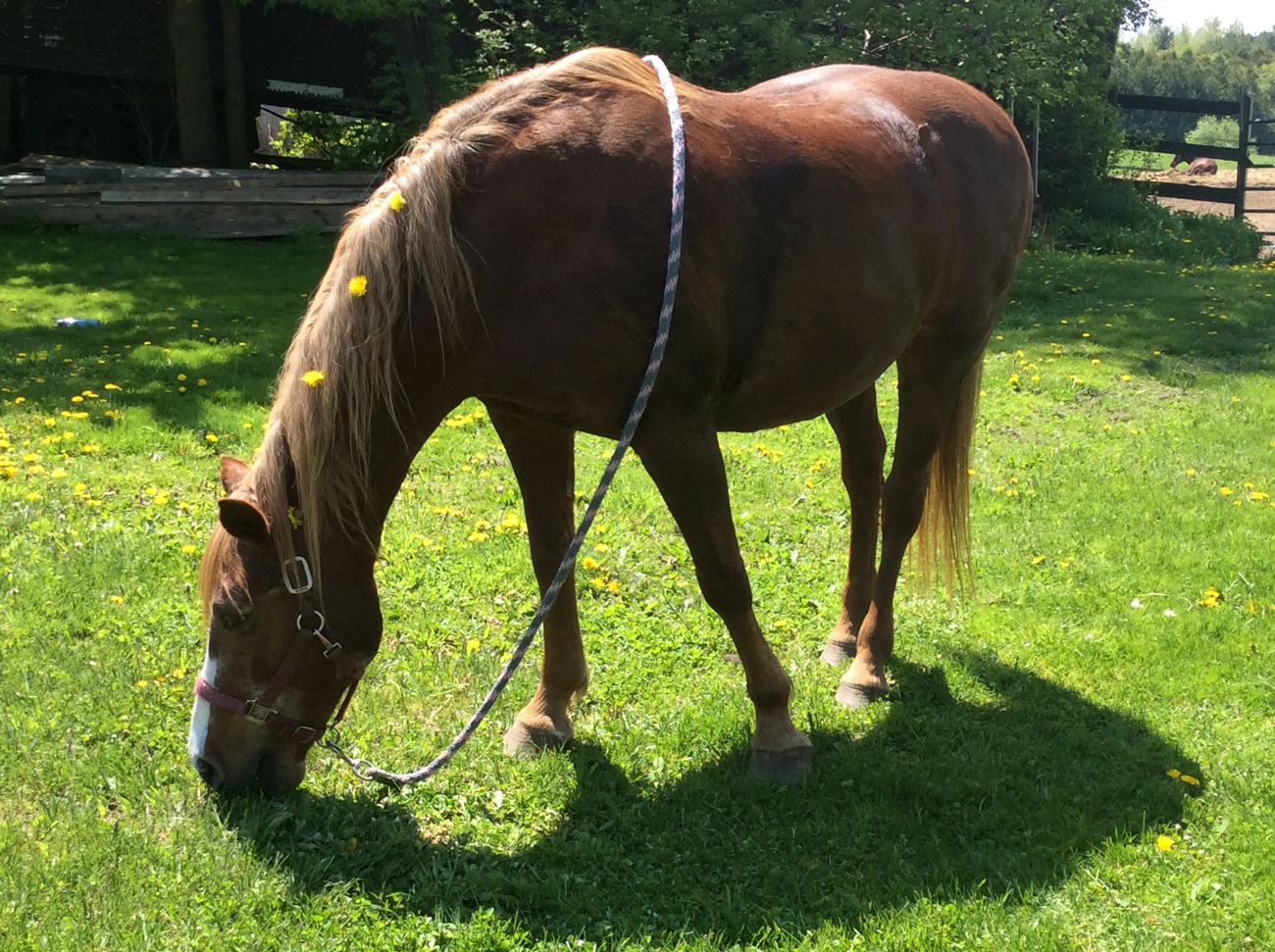 A brown horse grazing in a green field on a sunny day