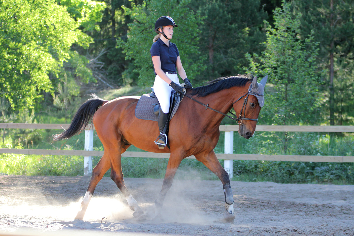 A horse rider riding a horse slowly around a paddock