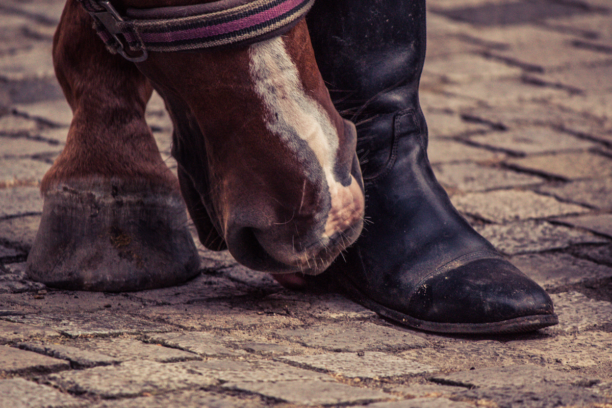 A horses hoof and nose smelling a persons boot