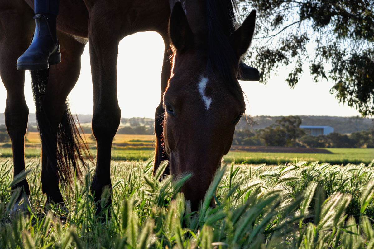 A horse grazing in a field on a sunny day