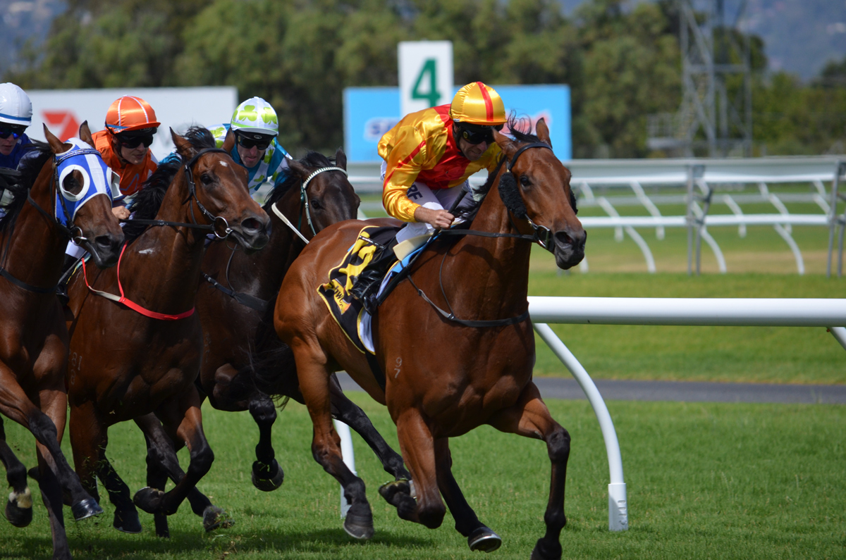 A pack of racehorses and jockeys galloping at speed during a race