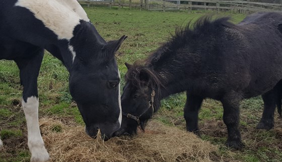 Horses eating