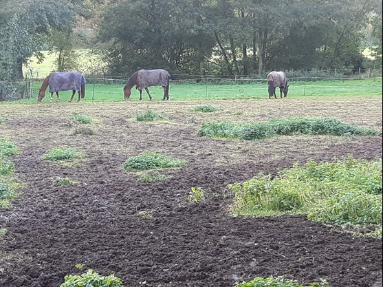 Horses in muddy field