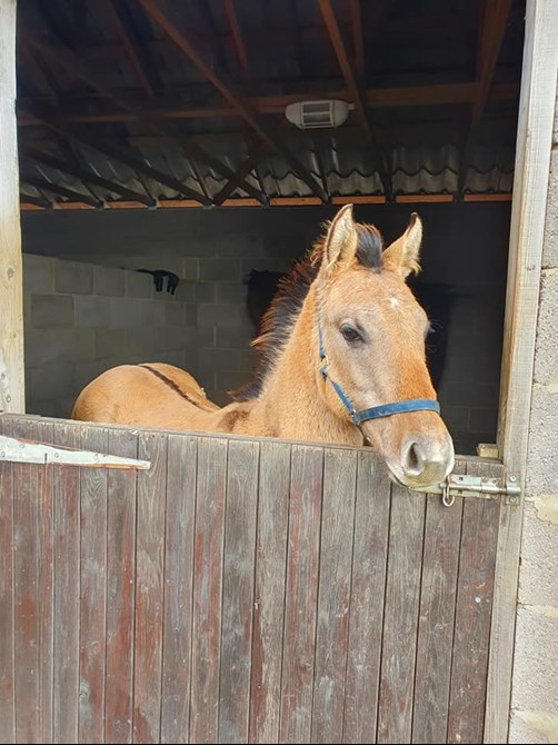 American quater horse