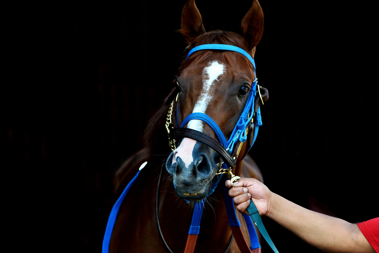 A racehorse with blue leather equipment on