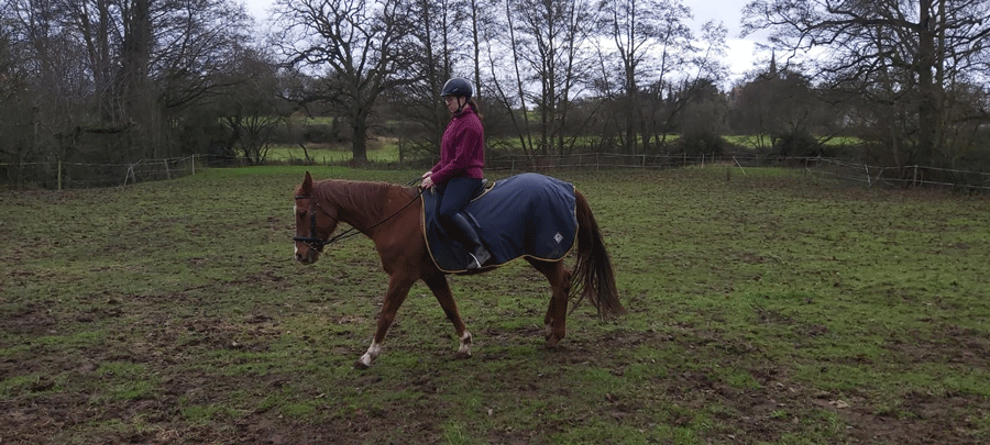 Horse in boggy field